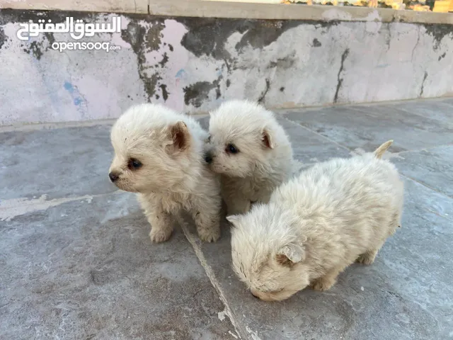 بومرينين شهر و اسبوع العمر