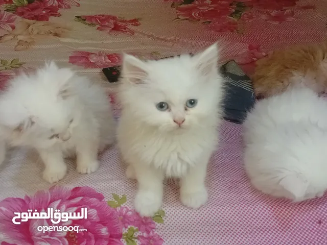 Kittens for sale (5 Persian kittens) male and female
