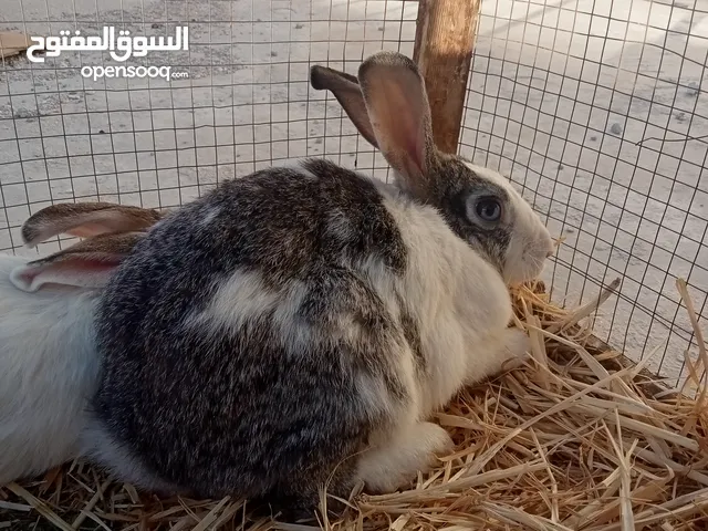 ارانب بلدي 3 اناثي وحدة عشار على وجه ولادة