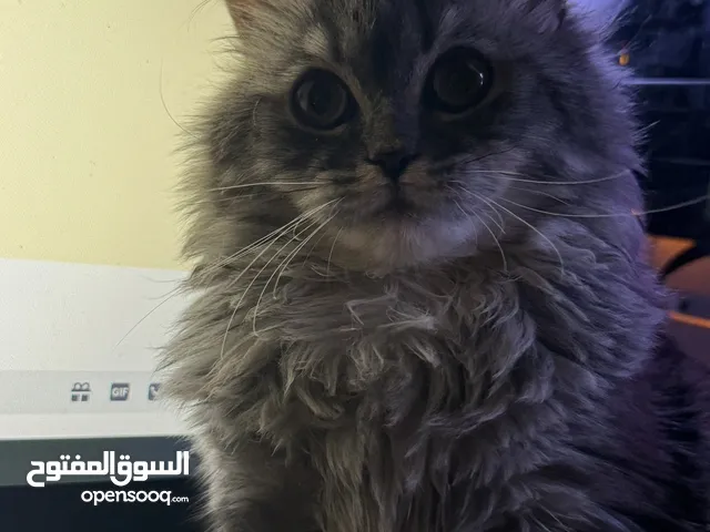 شانشيلا لتبني