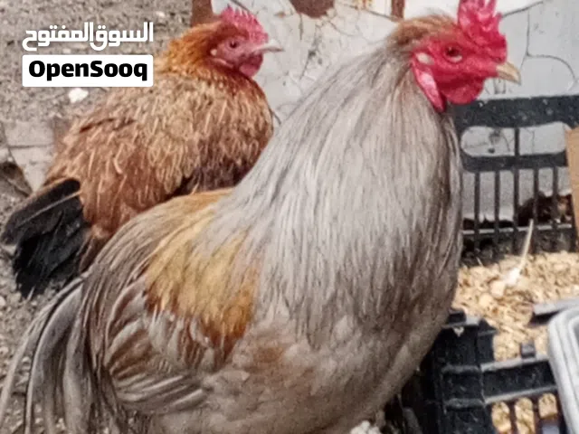 دجاج بياض بس بيه عيب ديج عين مسدوده والعمر يتراوح من6اشهرالى8اشهر