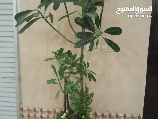 مشتل تنسيق حدائق