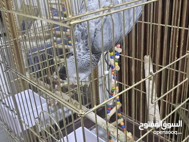 Casco  parrot 4 year old talkative  with cage abudhabi alshamikha