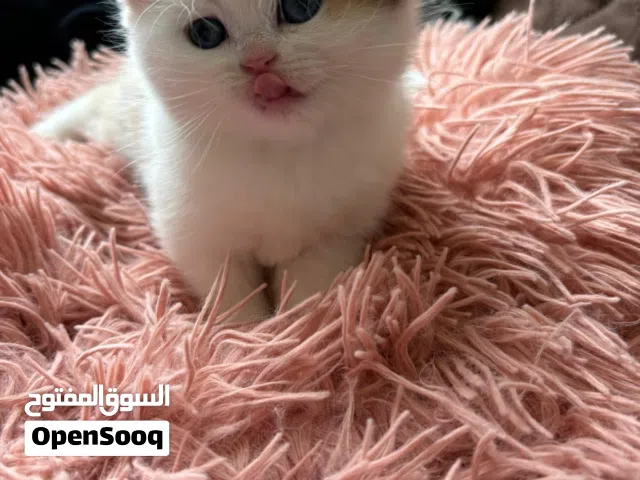 قطط سكوتش بيور