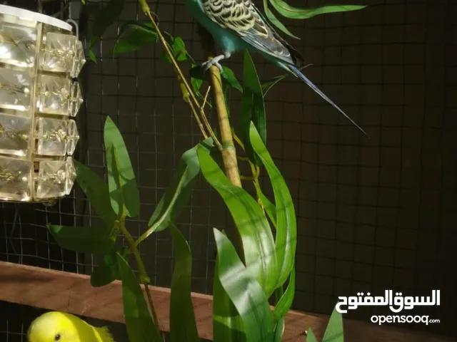2 من طيور البادجي بصحه جيده عمر 3 شهور