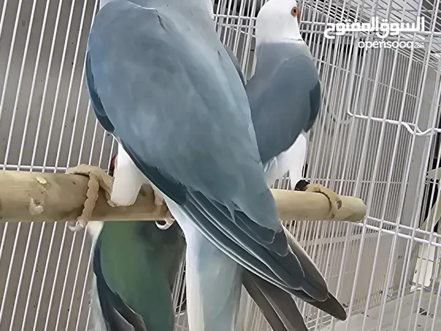 clear tail clear head blue ring neck