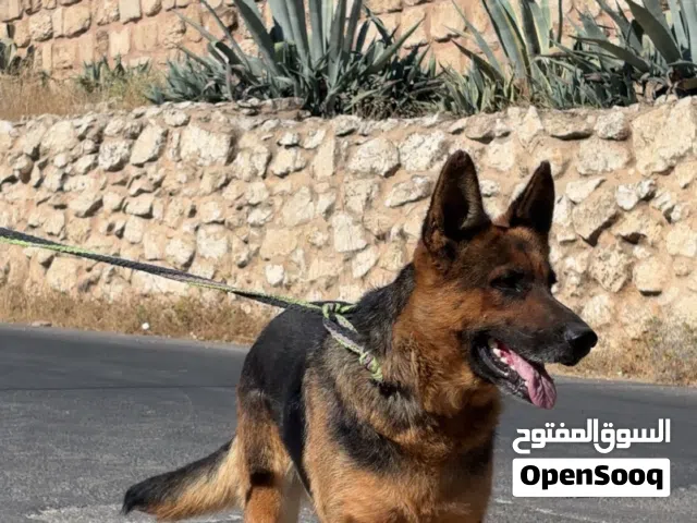 انثى جيرمن للبدل على ذكر جيرمن