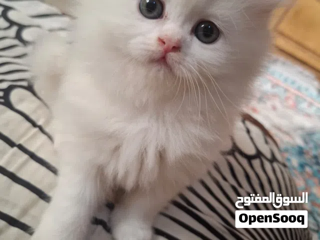 قطه شيرازي جميله ولعوبه عمر 50 يوم متعوده علي الدراي فود والليتر بوكس من اب شيرازي وام توركيش انجورا