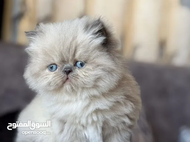 قطط هملايا
