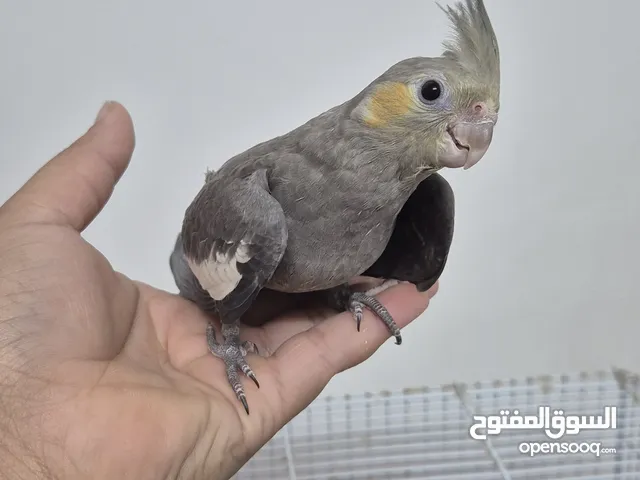 للبيع 2 كوكتيل الرصاصي الفاتح وايتفيس سينبون و الرصاصي الغامق عادي اعمارهم 5 شهور مدربين على الايد