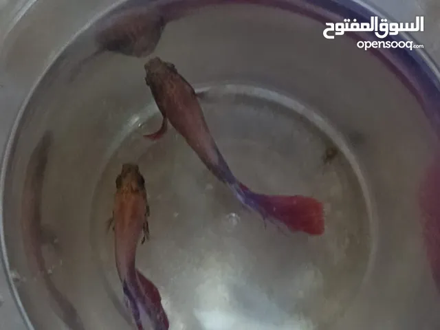 سمكتان للبيع