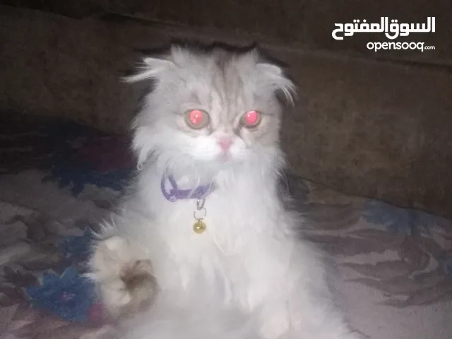 قطة انثى هاديه