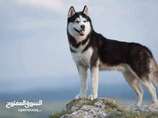 مطلوب جلب هاسكي اهم شي بدون امراض لتبني