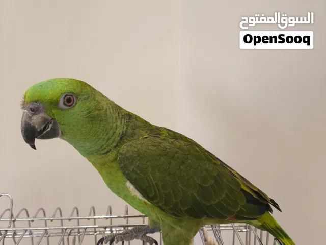 للبيع بغبغاء الامزون يلوناب فرخ بعمر 4شهور ونص