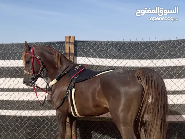 ايواء مربط الفهد الرملي