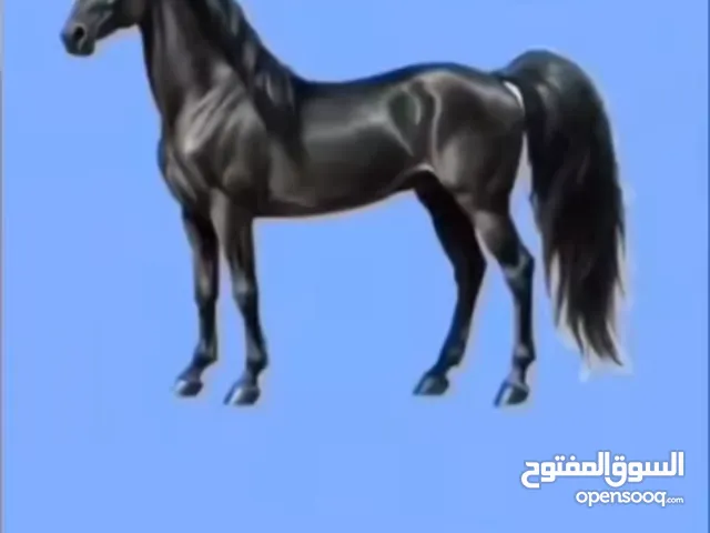 حمام بلدي مخلط معه زغليل معه بيض مع تنكه خم كامل 46جوز موجود مادبا الفيحاء التواصل مسنجر