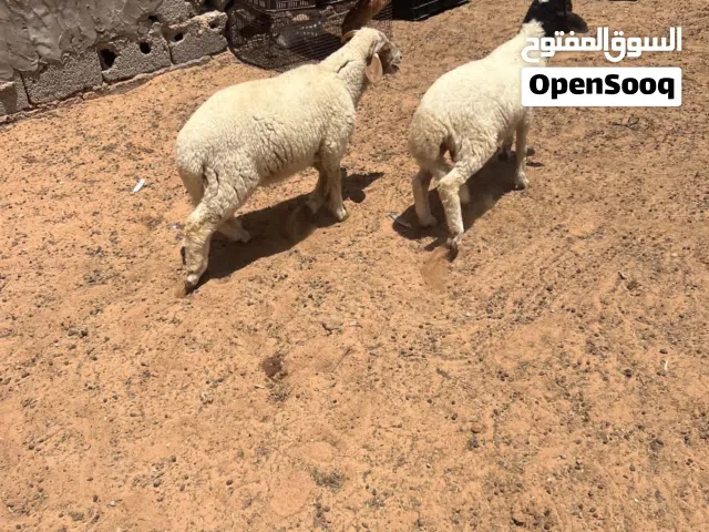 متاح زوز خرفان عمرهم اربعه شهور ونص مكانهم طرابلس بسم الله ماشاء الله