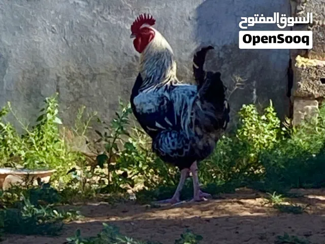 فروج ديك الله يبارك