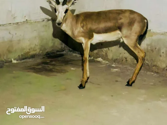 غزال فحل نوع ريم . وكاربت جبير قياسه 6 طول وعرض 3 ونص