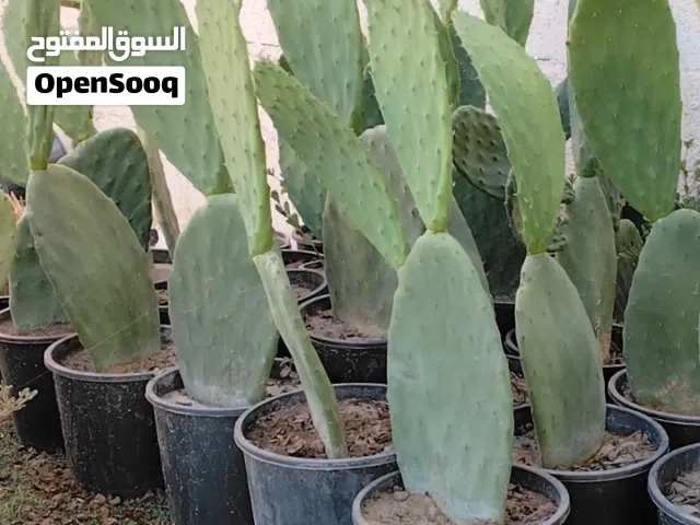تين شوكي هجين