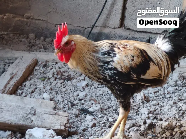 ديوجه عرب لعمر 10 تشهر مكاني بصره ابو الخصيب بهادريه