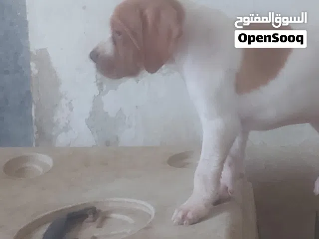 أنثى انقلش بوينتر دم صافي العمر 45 يوم بدك تشوف فيديو التزاوج ابعثلي واتس