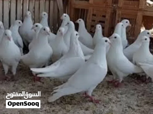 حمام فرنسي لاحم