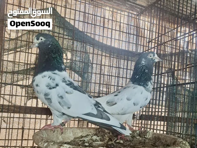 بيع طيورباكستاني انسال مختلفه وطيران