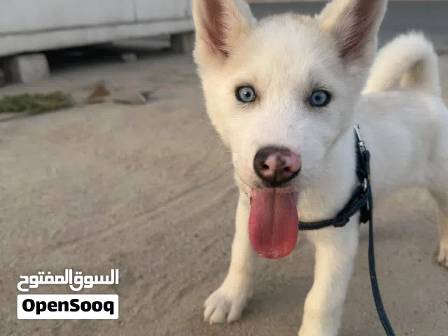 للبيع جرو هاسكي سيبيري (نثية) بيور، لعوبة ونشيطة وصحتها ممتازة ما شاء الله