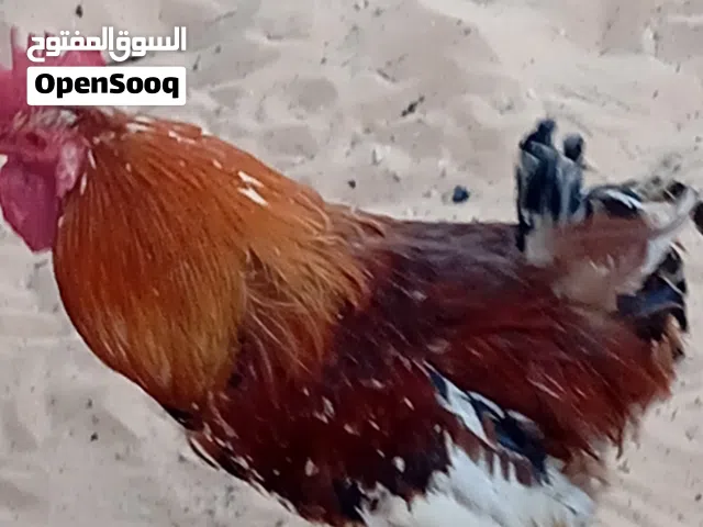 فروج عربي للبيع