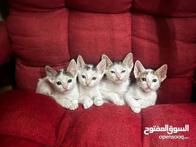 Adorable 2 month old kittens for free  قطط جميلة عمرها شهرين مجانا