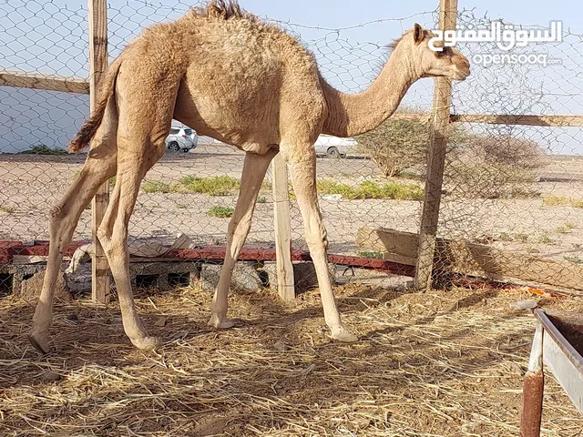 قعود محلي ماشاء الله عليه