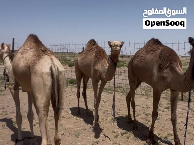 بكرات سمان فول للبيع