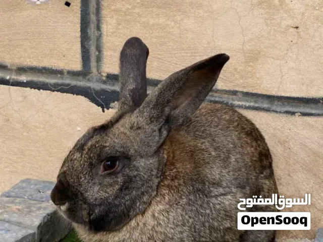 أرنب الماني درجة اولة