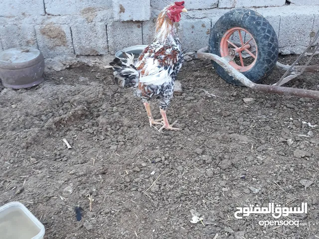 ديج عربي ابكع