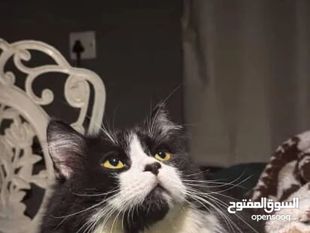قط مكس شيرازي و تركش كاليكو للبيع