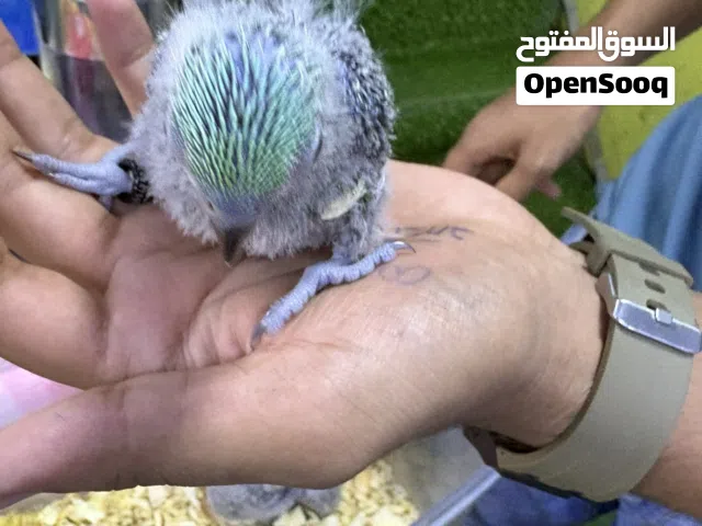 لوري سكالي نوادر الي متخصص بل نوادر. وهل امور يكلمني بيعه لمدت اسبوع الحق علو الزين