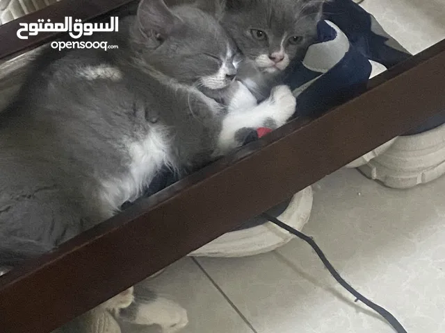 2 months persian kittens