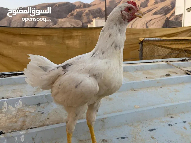 بيع الدواجن