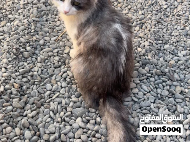 قطه شيرازيه