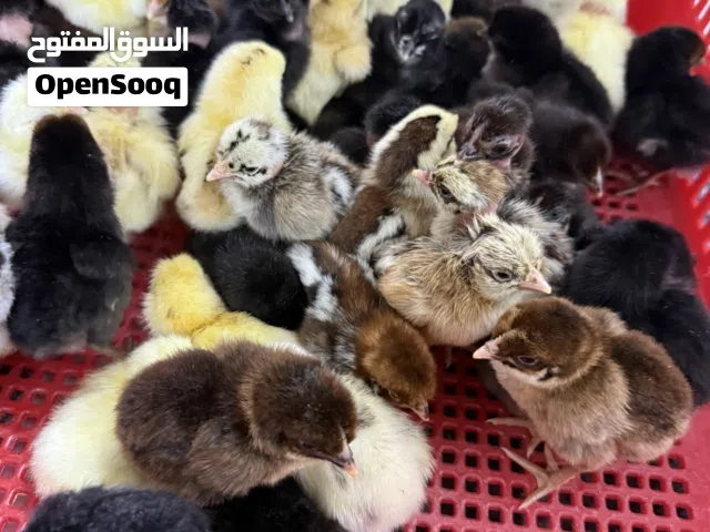 افراخ دجاج عرب