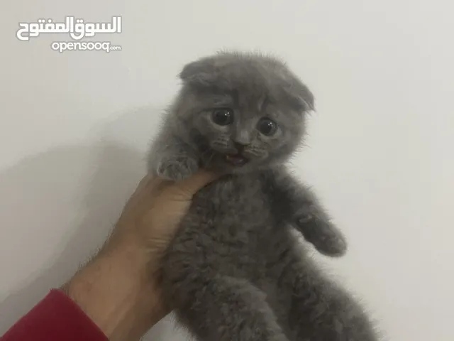 Pure Scottish Fold