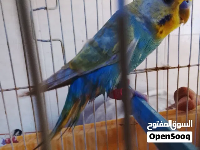 ذكر بقلينو رينبو مخوص الله يبارك للبيع طرابلس