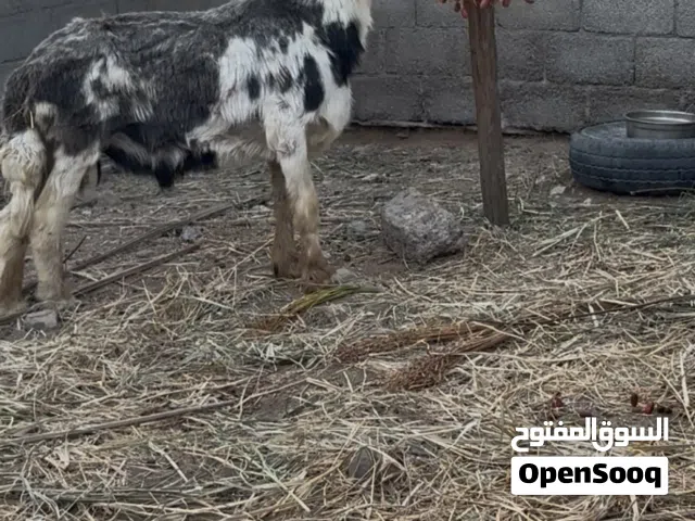 كبش للبيع نجدي