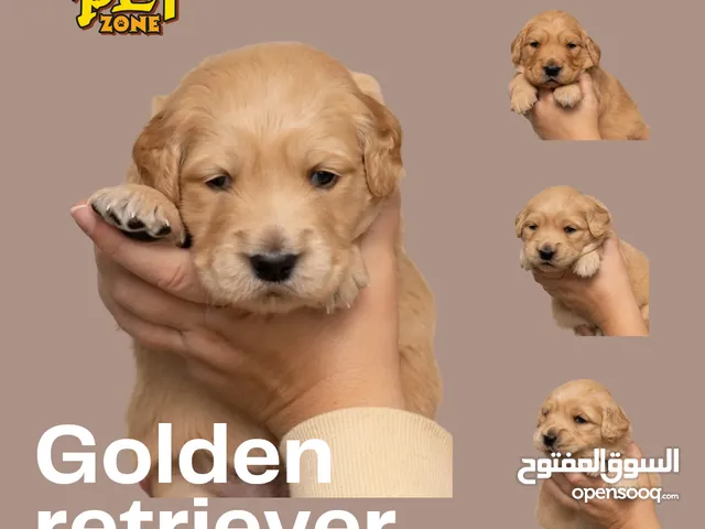 Available now golden retriever puppies