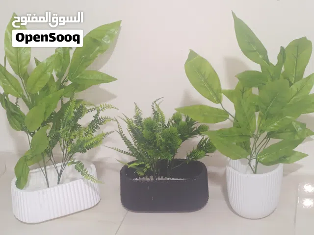 نثريات الزهور ونباتات للبيع
