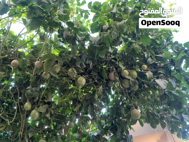 3شقق في الخااطات  نصف تشطبب