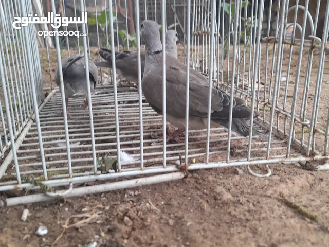 سلام عليكم متوفر لدينا يمام قمري بيع أو تبديل الارنب