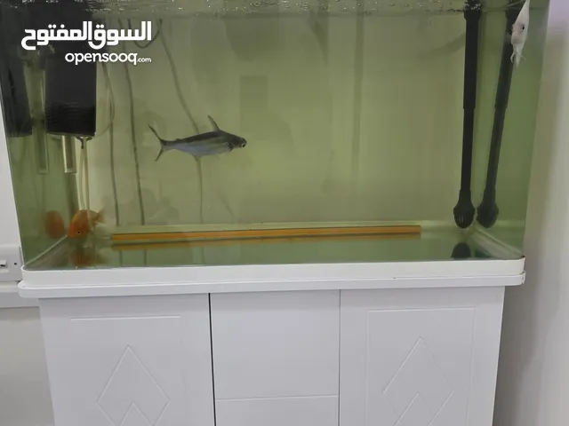 حوض اسماك فالشامخه