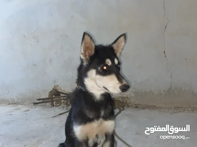 كلب هسكي سبب البيع عدم التفرغ